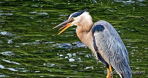 Heron Tongue_DSCF4254.jpg - Great Blue Heron (Ardea herodias) photographed along the Rideau Canal Waterway at Smiths Falls, Ontario, Canada.